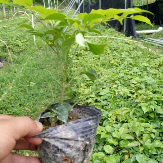 幸福树盆栽  幸福树绿宝小苗绿化 花卉盆栽幸福树工程苗 基地直销