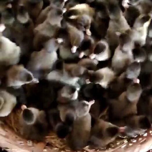 沭阳县 金锭鸭苗 质量保证 包打疫苗