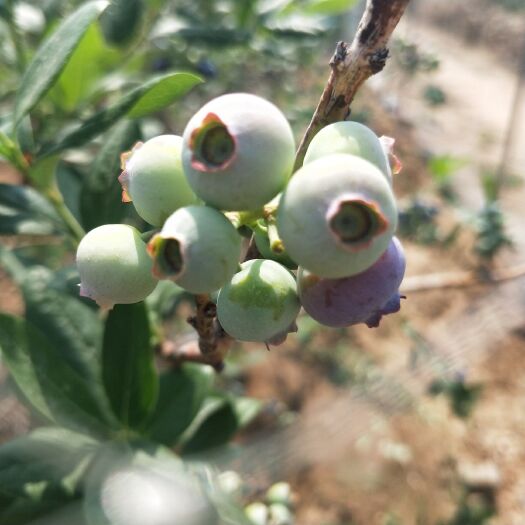 泰安 地栽蓝莓苗