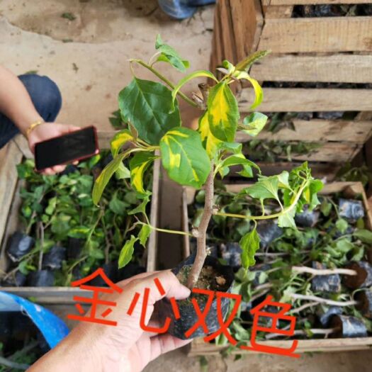 漳州金心双色三角梅 0.2~0.5米