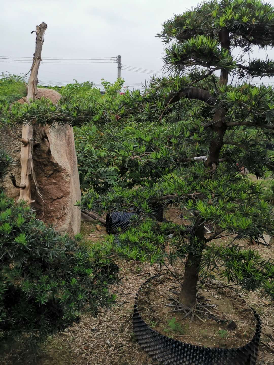 基地批发供应特色罗汉松 大型盆栽景观松 四季常青油松造型景松