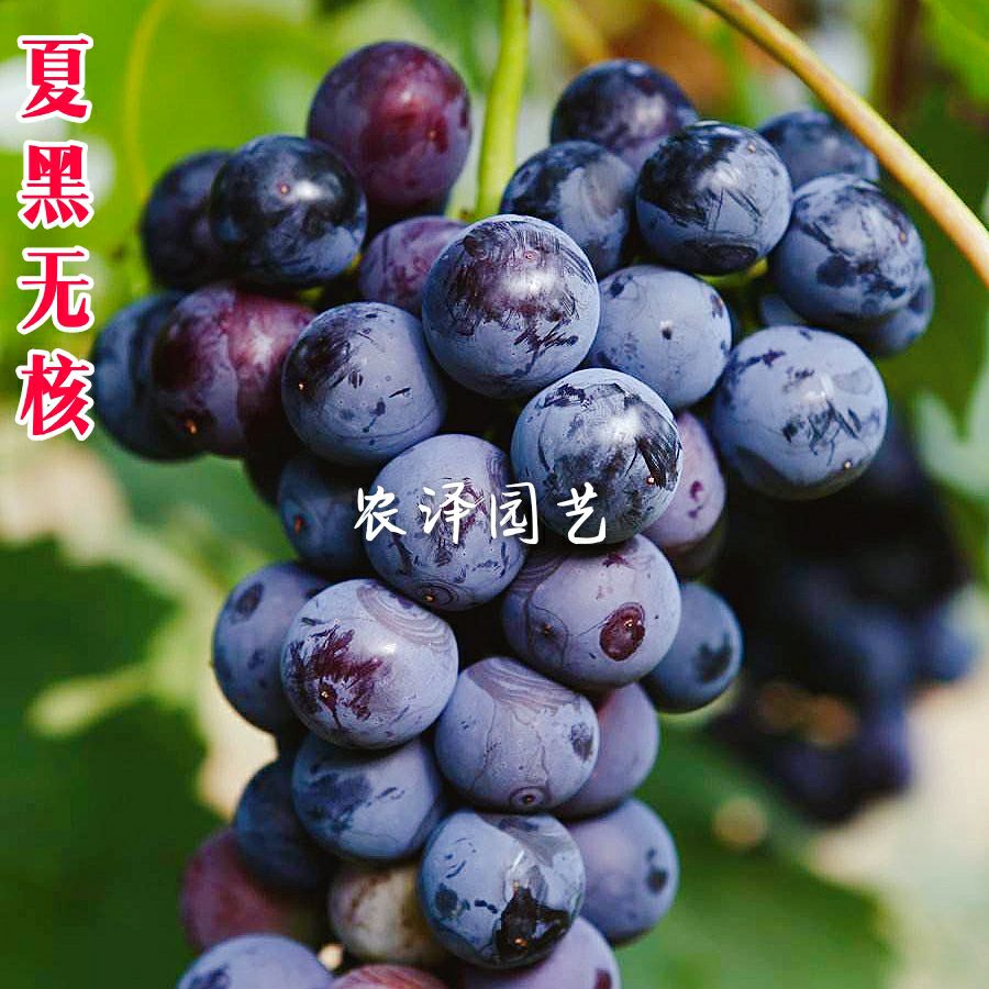 夏黑葡萄苗   夏黑无核葡萄苗早熟葡萄苗大棚葡萄苗批发基地保