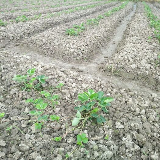 兴安县甜查理草莓苗 本场地今年有甜查理，红颜，随珠，太空2008，妙香七号，宁玉