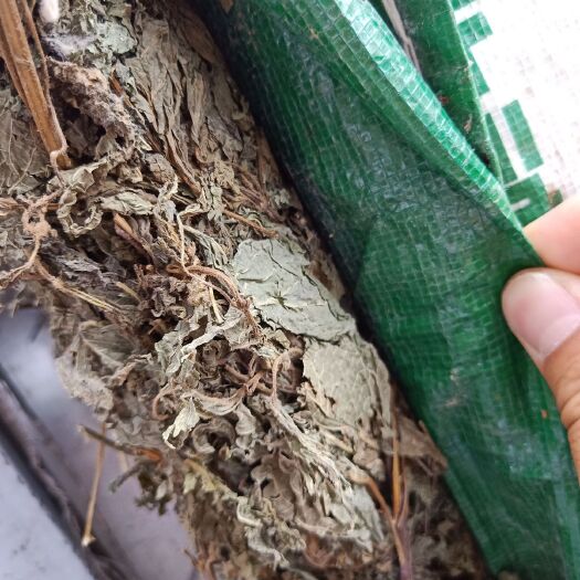 亳州野生紫苏 苏叶