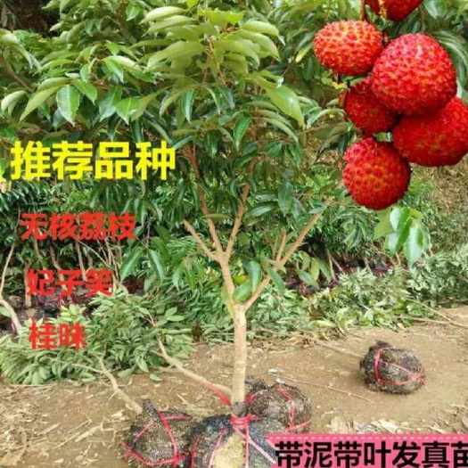 灵山县无核荔枝苗 无核荔枝