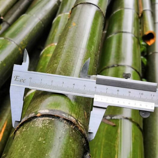  8米长的毛竹，3公分以上的尾巴，1000支现货