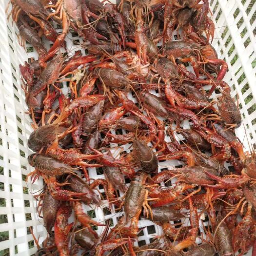重庆市潜江小龙虾 龙虾饱满，干净，规格硬，包邮，不包中转