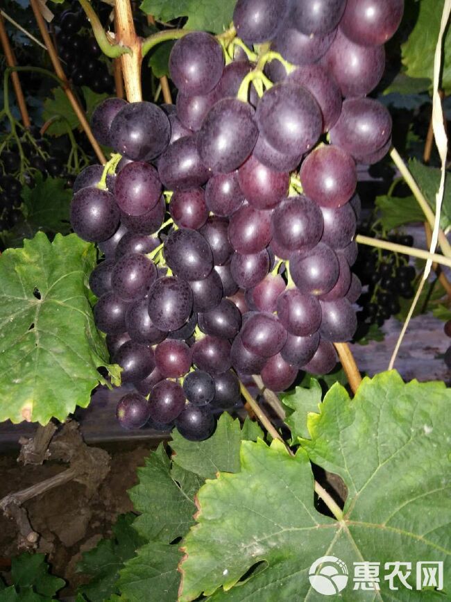  大棚葡萄早紫葡萄玫瑰香葡萄成熟上市