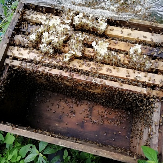 深圳中华蜜蜂  中蜂蜂王阿坝王双色王仓王红环王新开产蜂王