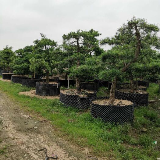 基地批发供应特色罗汉松 大型盆栽景观松 四季常青油松造型景松