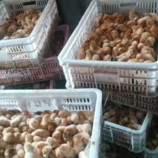 衡阳县 纯品湘黄土鸡苗，五黑绿壳蛋鸡苗。