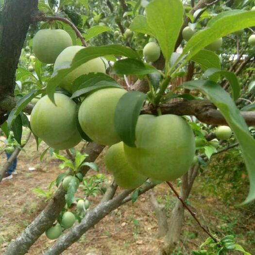大竹县青脆李 宣汉花果山清脆李