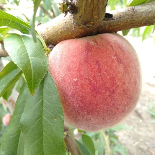 濉溪县黄金蜜1号 黄金蜜桃子上市了
