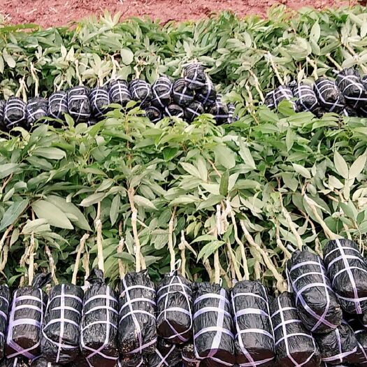 灵山县妃子笑荔枝苗 妃子笑
