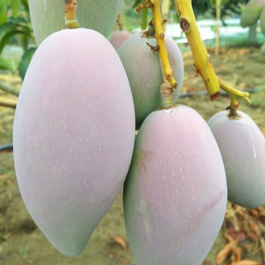 米易县 攀枝花芒果