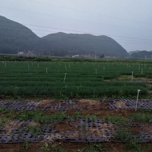 普定县火葱
