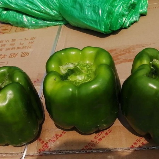 滦南县园椒  辣椒圆椒
