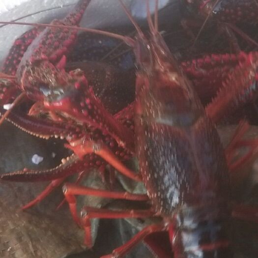 仙桃市藕带 每天供应湖北新鲜藕尖，一两以上特青虾，黄鳝，虾苗