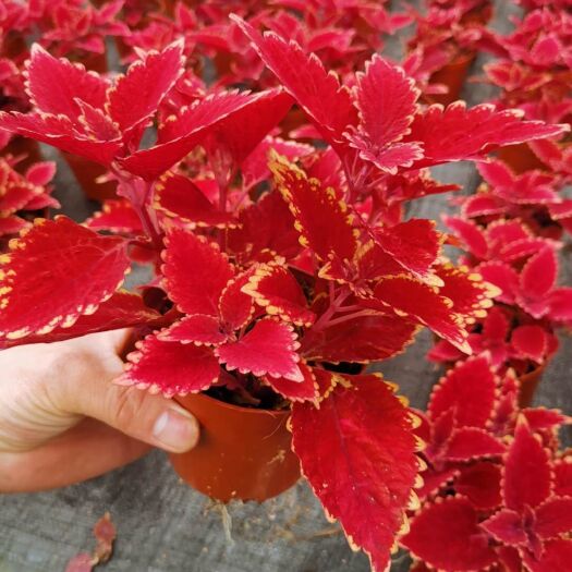 广州基地批发直销大红色彩叶草工程绿化植物墙喜阳耐寒观赏花卉小盆
