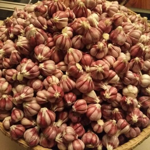 麻江县红皮大蒜 锌硒优质红蒜一药食两用，来自“中国红蒜之乡”贵州黔东南麻江县