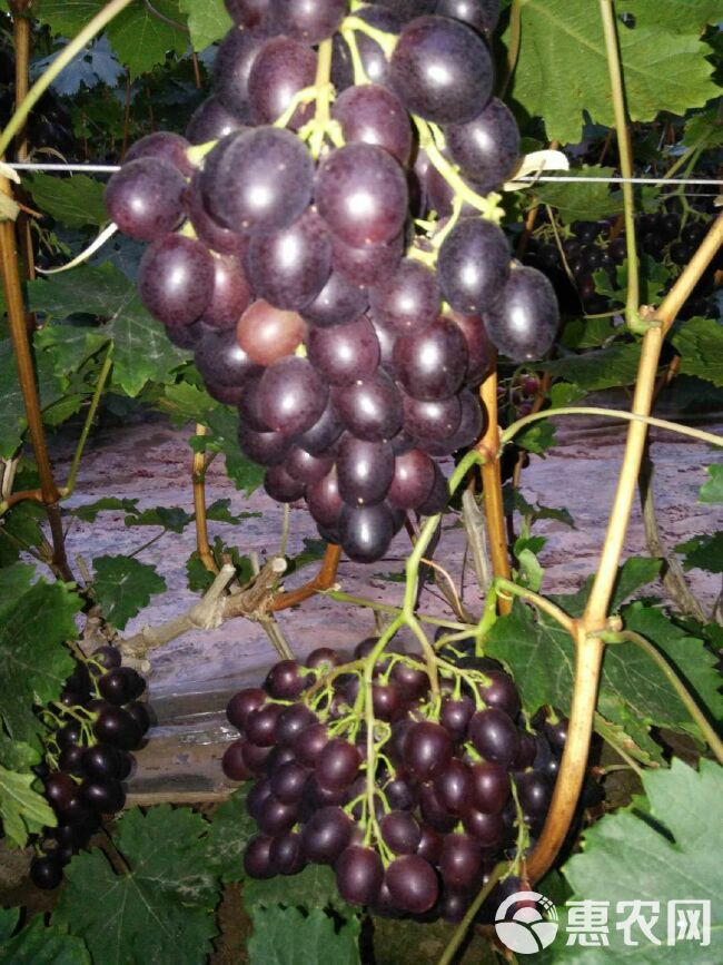  大棚葡萄早紫葡萄玫瑰香葡萄成熟上市