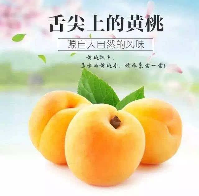  桃 黄桃 千亩黄桃！即将上市！