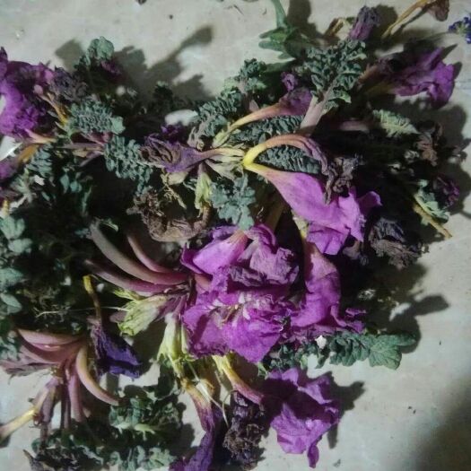拉萨地参 西藏高海拔纯滋中药材