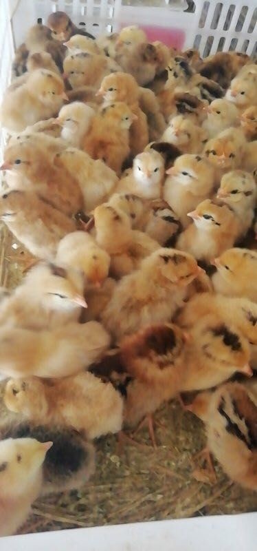 沭阳县 三黄鸡苗 出壳苗35-45克 质量保证 包路损 包打疫苗