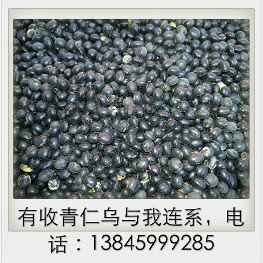 林甸县青仁黑豆