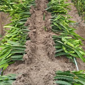  红肉火龙果苗南方北方庭院阳台种植盆栽地栽包邮