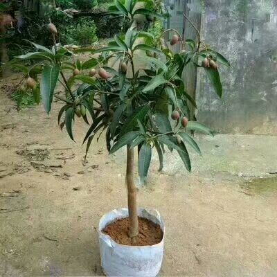 灵山县金煌芒果苗  芒果苗金煌台农桂七四季芒红贵妃凯特澳芒嫁接芒果树苗地栽盆栽