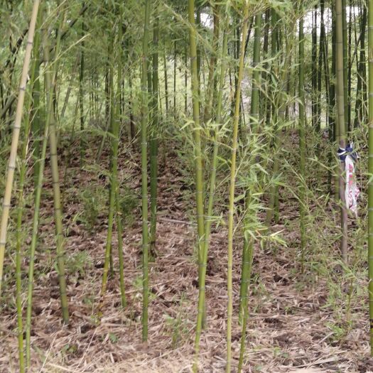 常州 早园竹