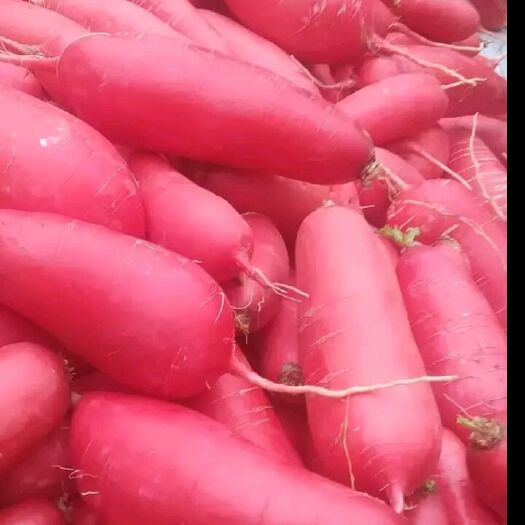濉溪县 红皮萝卜种子，生长快，产量高