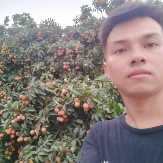 北流市禾荔 六月红 妃子笑 黑叶   桂味 鸡嘴荔枝 愿产地值供
