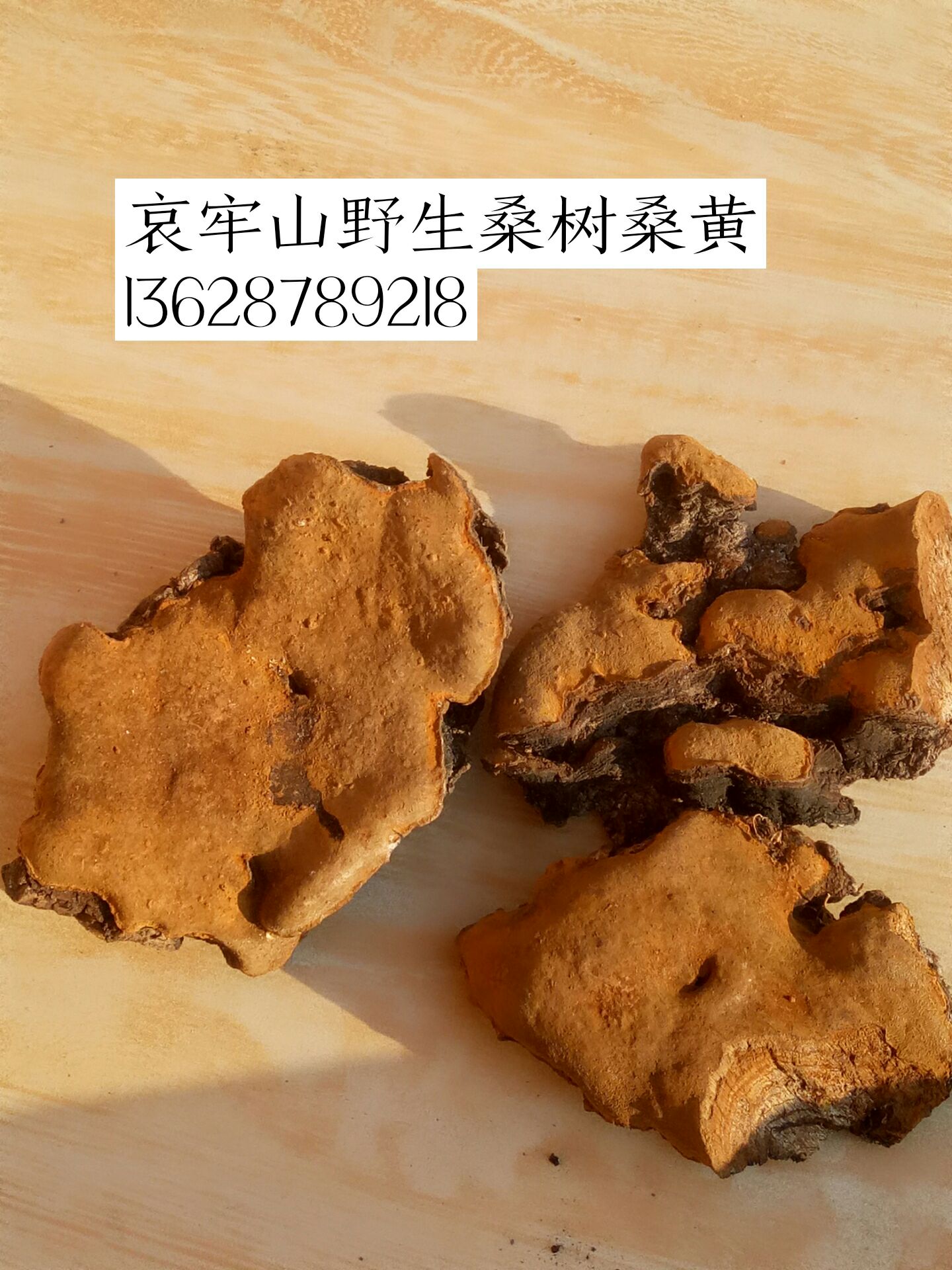  桑树桑黄