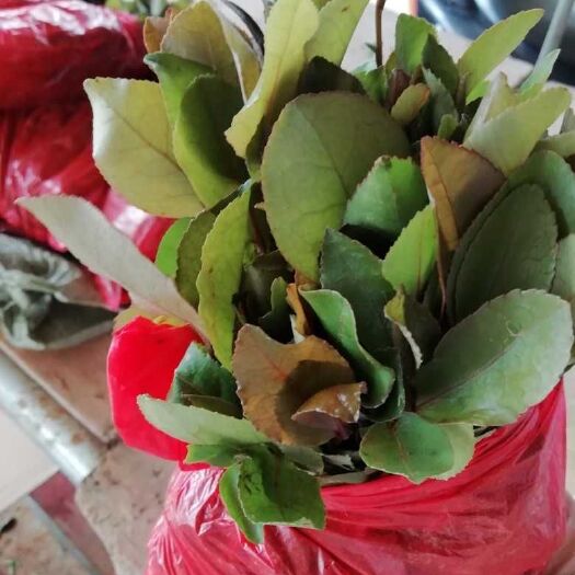 阳朔县油茶树苗  油茶苗 油茶芽苗出售