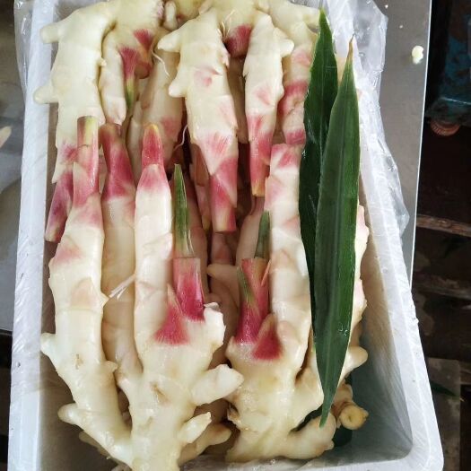 安丘市 偕户村红芽姜，仔姜
