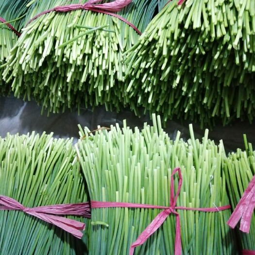 寿光市 精品韭菜苔，无刺小黄瓜，大量供应中