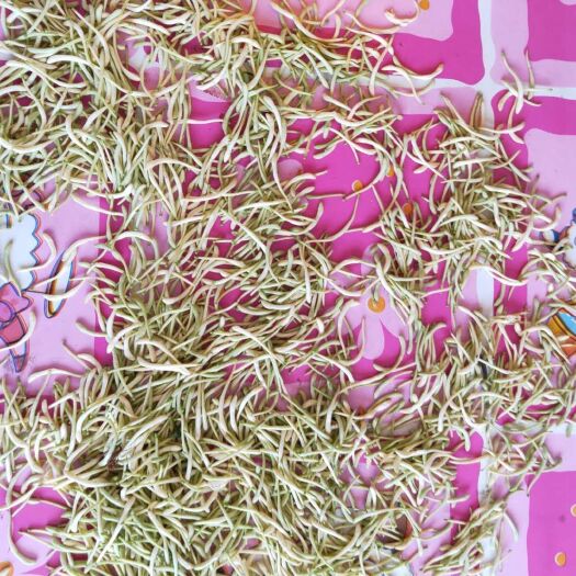 四平四季金银花