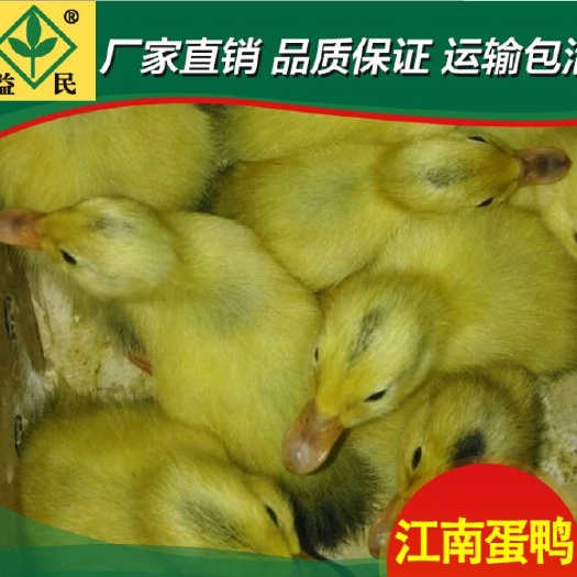 衡阳蛋鸭苗  厂家直销量大从优质量保证