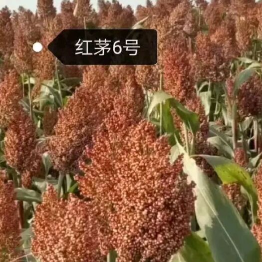青县红茅六号高粱种子 常规种 ≥99%