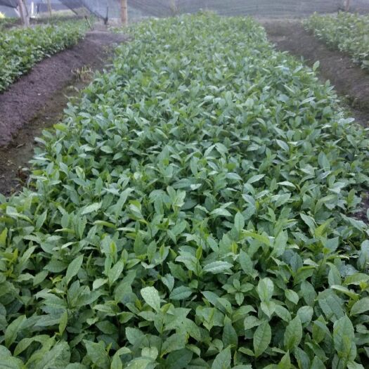 双江县大树茶苗 数量大，品种好，一年苗，