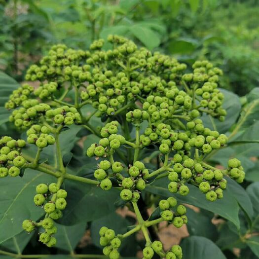 河池 好货看得见优质单叶蔓荆子苗