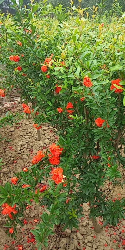 宁津县花石榴