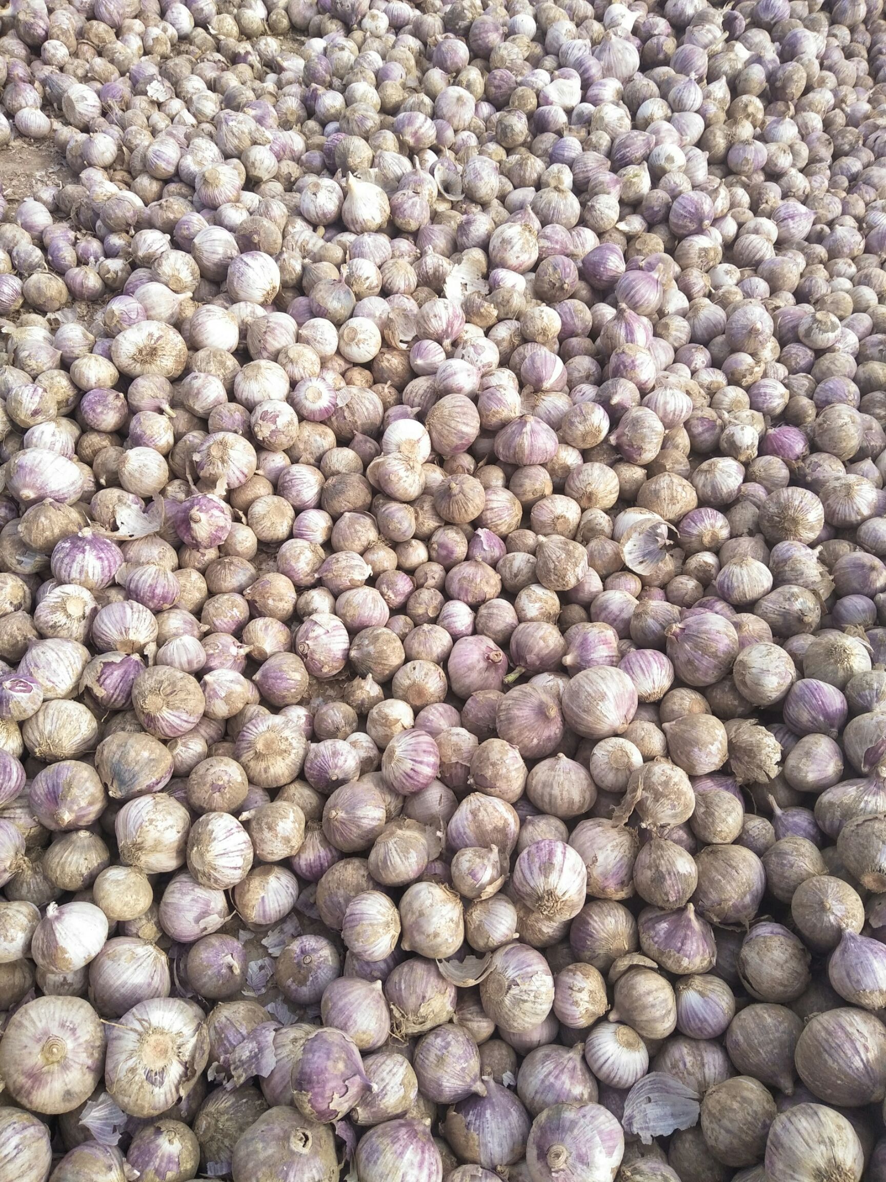 紫皮独头蒜瓣蒜干蒜大量上市,产地代收,代发货