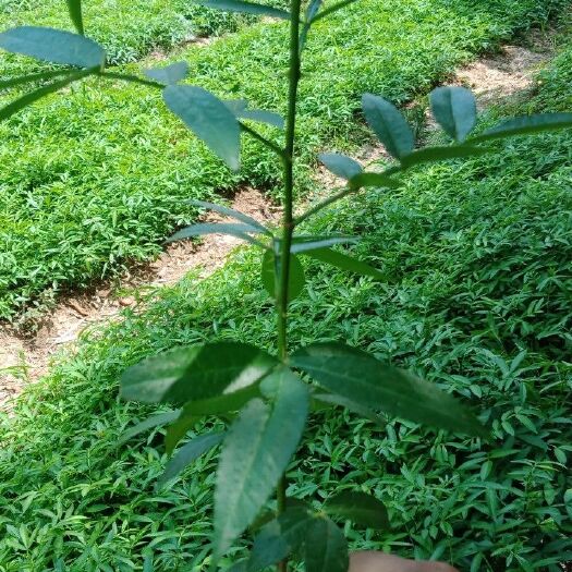 巧家县九叶青花椒苗