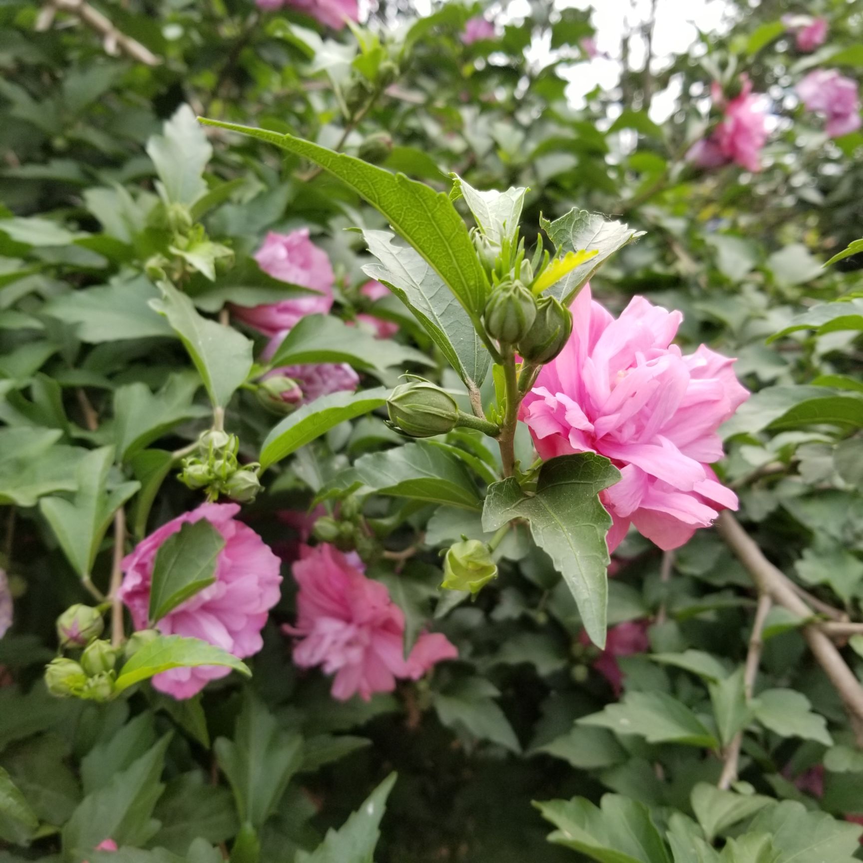  可食用可观赏的优秀树种木槿花