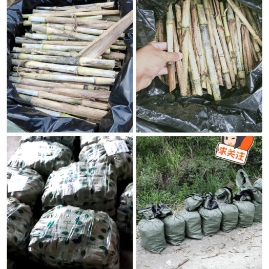 望谟县皇竹草种子 绿色高产牧草皇竹草