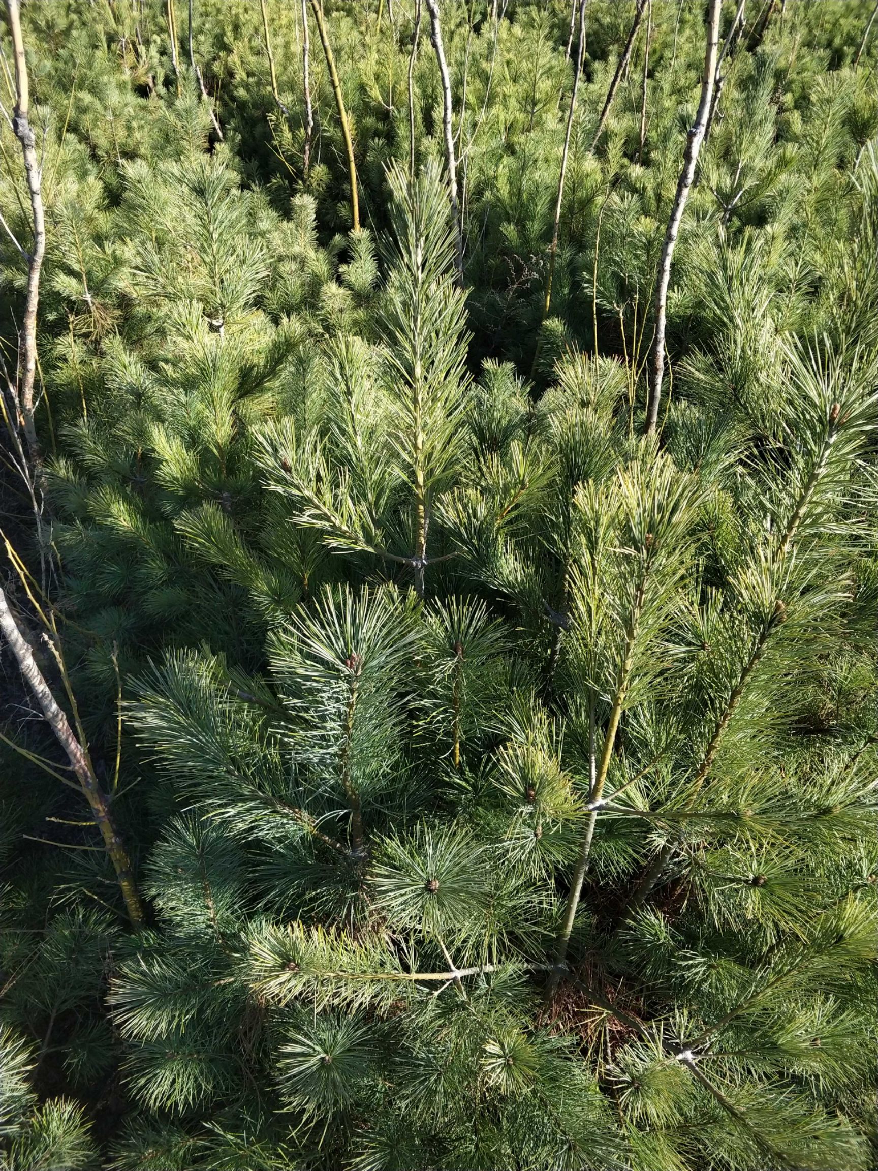  大量白皮松和华山松