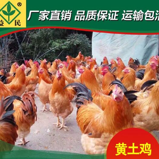 衡阳三黄鸡苗  三黄鸡厂家直销量大从优质量保证